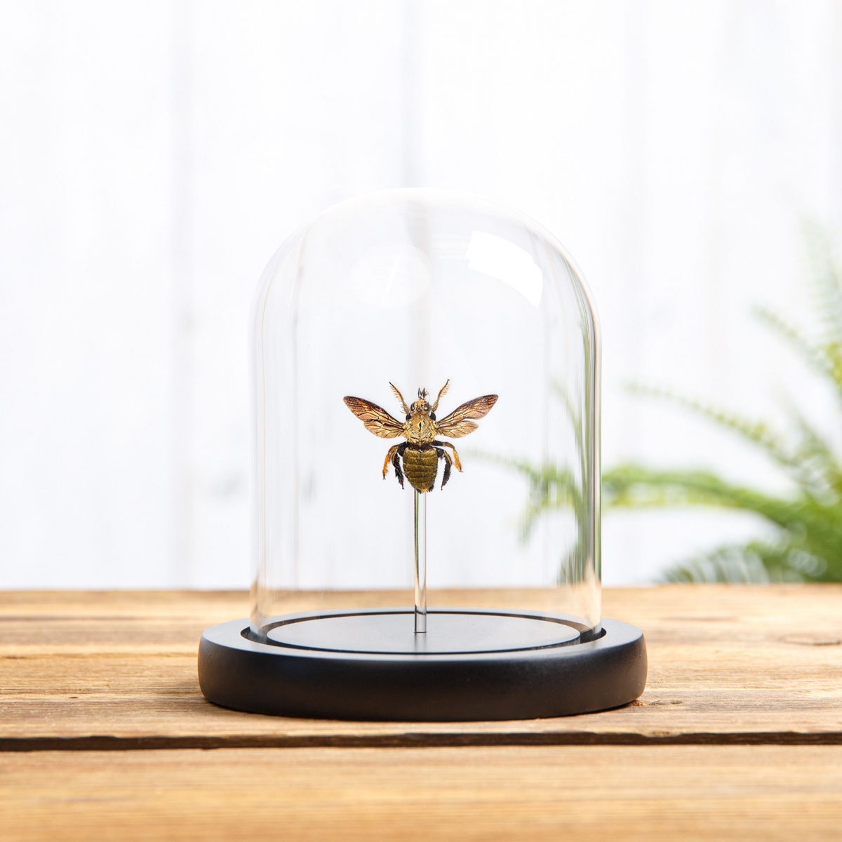 Minibeast The Carpenter Bee in Glass Dome with Wooden Base  (Xylocopa confusa)