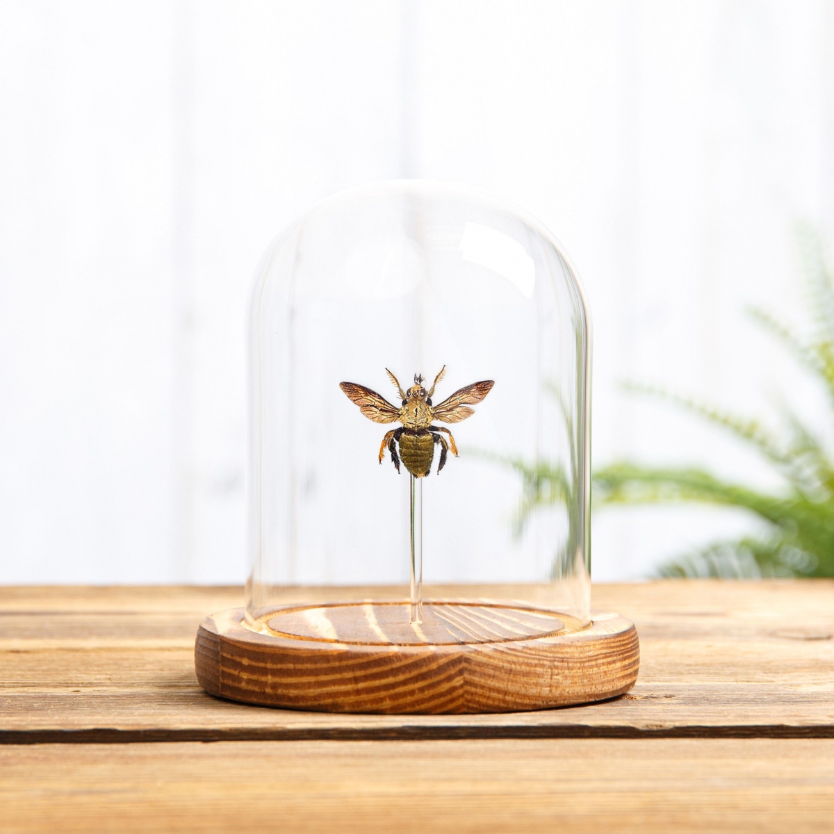 The Carpenter Bee in Glass Dome with Wooden Base  (Xylocopa confusa)