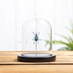 Minibeast Blue Weevil in Glass Dome with Wooden Base (Eupholus linnei)