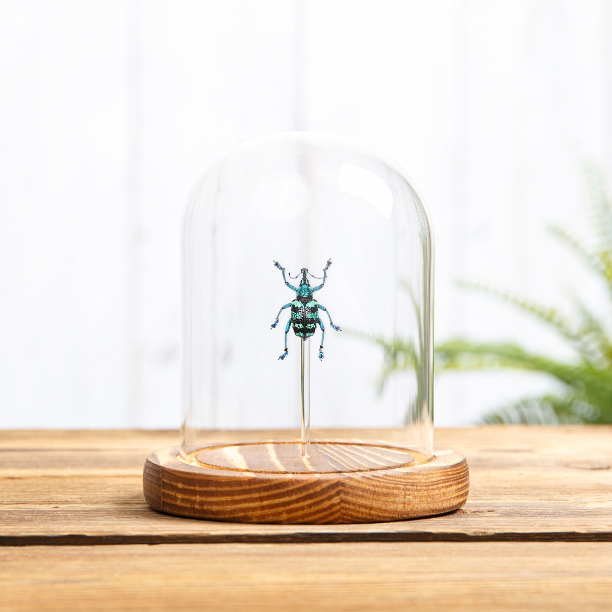 Blue Weevil in Glass Dome with Wooden Base (Eupholus linnei)