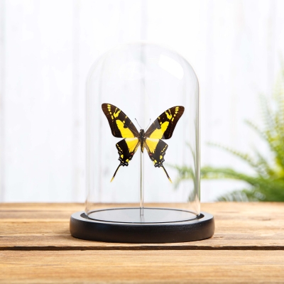 Yellow Swordtail Butterfly in Glass Dome with Wooden Base (Eurytides thyastes thyastinus)