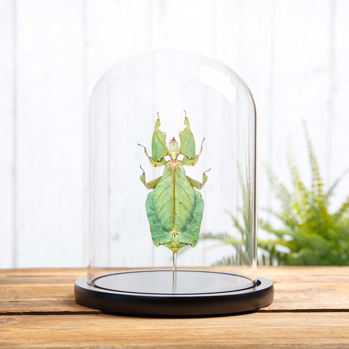 Minibeast Giant Leaf Insect in Glass Dome with Wooden Base (Phyllium giganteum)