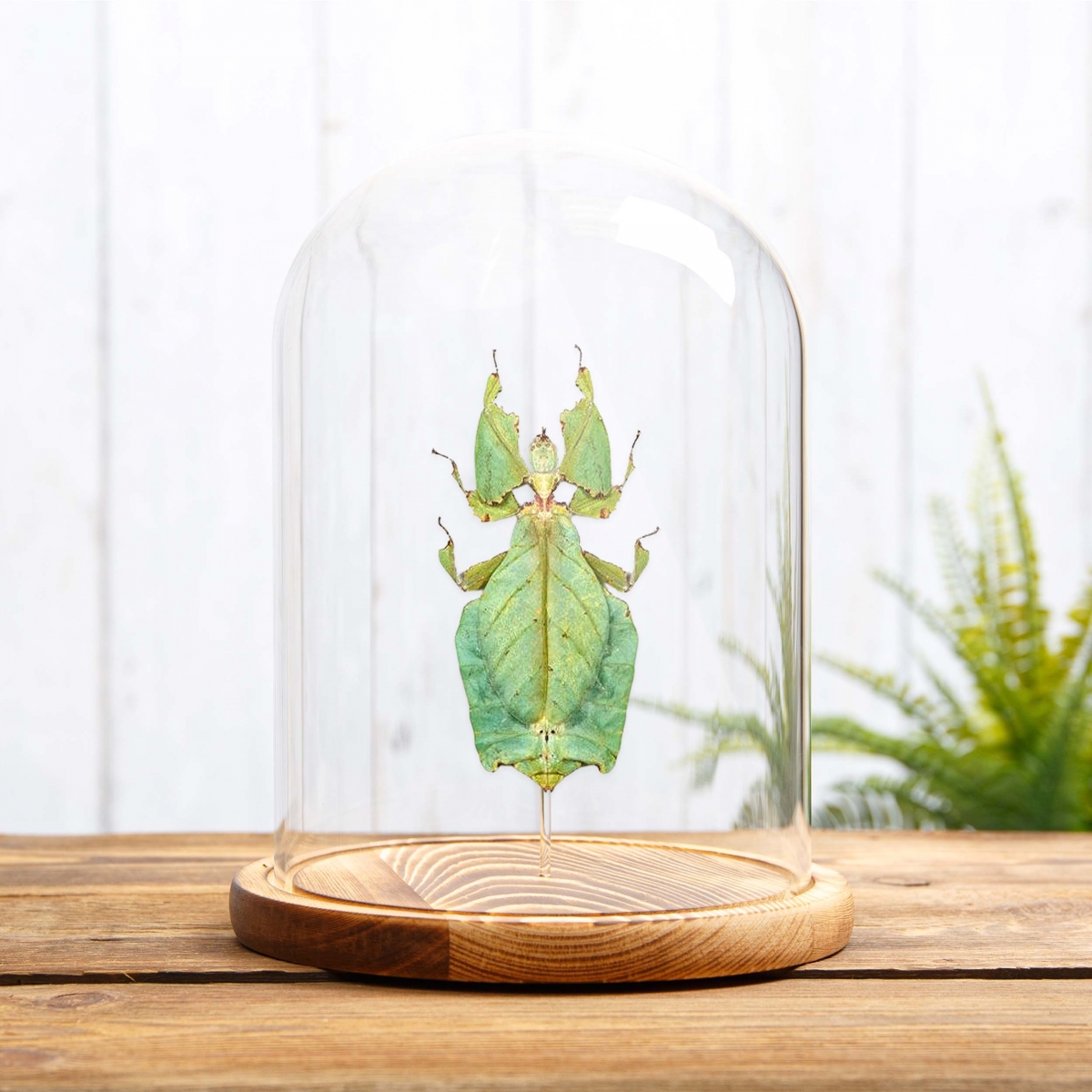 Giant Leaf Insect in Glass Dome with Wooden Base (Phyllium giganteum)