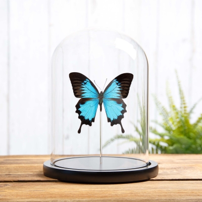 Mountain Blue Swallowtail in Glass Dome with Wooden Base (Papilio ulysses)