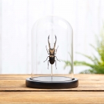 Minibeast Stag Beetle in Glass Dome with Wooden Base (Cyclommatus metallifer finae)