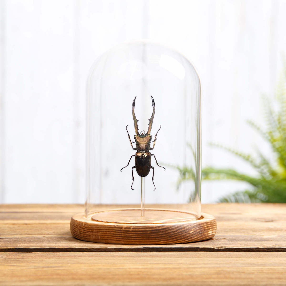 Stag Beetle in Glass Dome with Wooden Base (Cyclommatus metallifer finae)