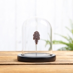 Minibeast Trilobite Beetle in Glass Dome with Wooden Base (Duliticola hoiseni)