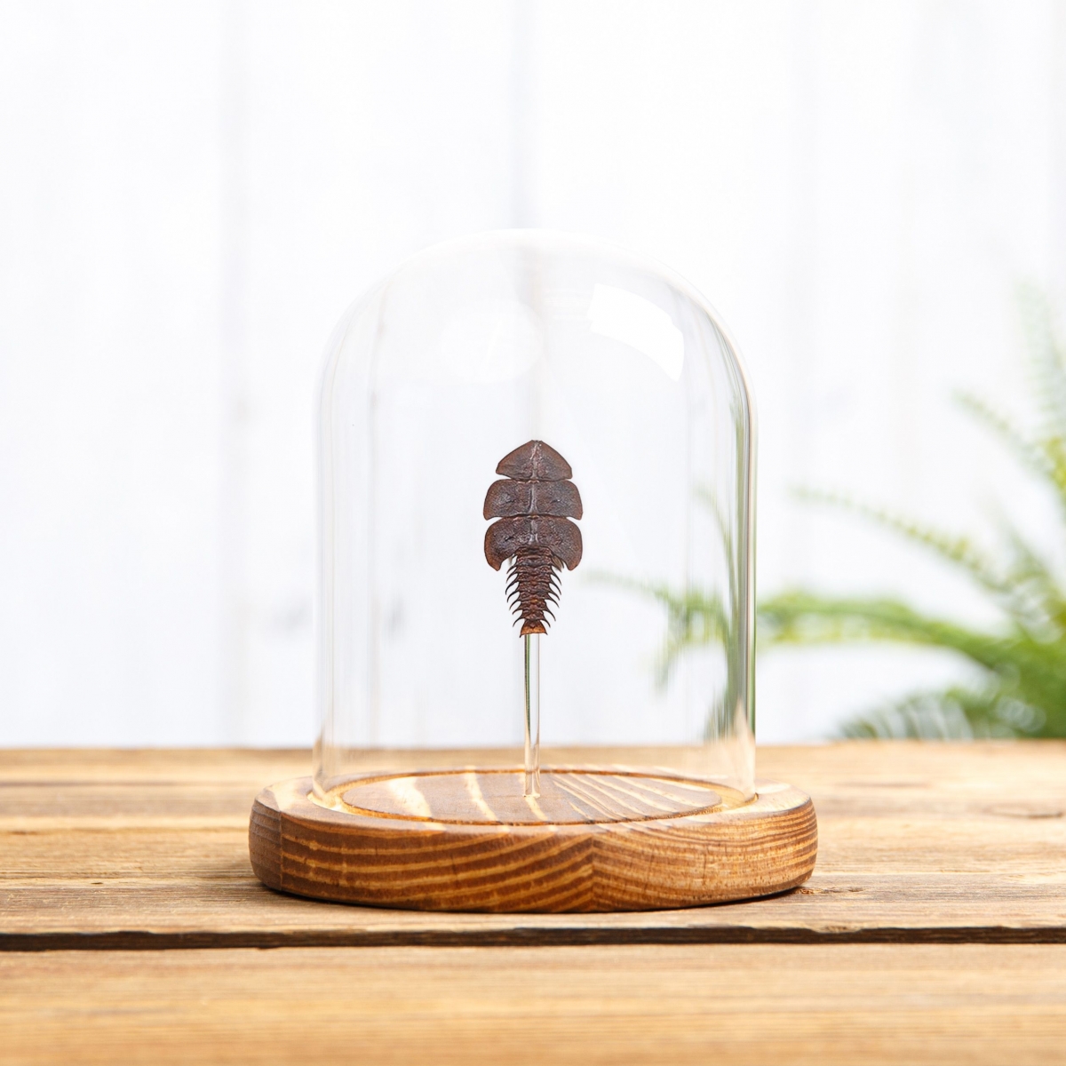 Trilobite Beetle in Glass Dome with Wooden Base (Duliticola hoiseni)