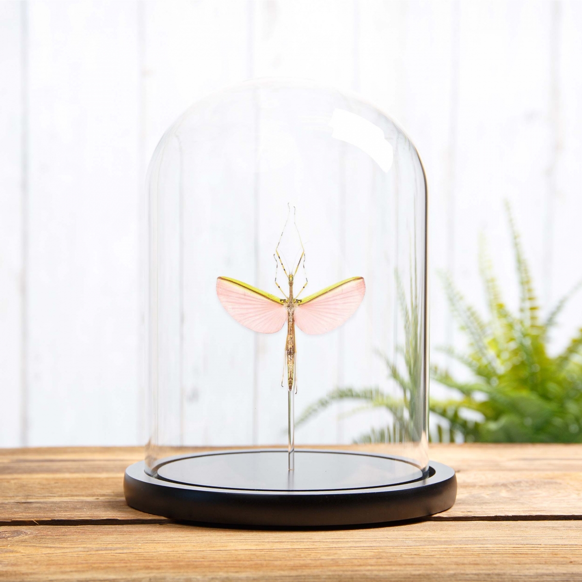Minibeast Pink Winged Stick Insect in Glass Dome with Wooden Base  (Necroscia annulipes)