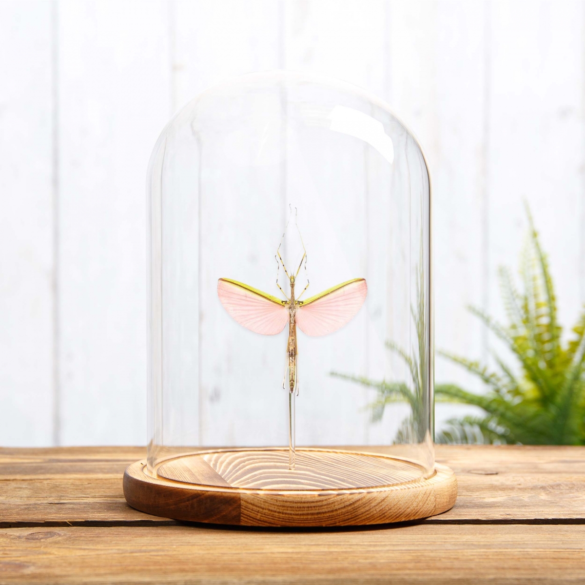 Pink Winged Stick Insect in Glass Dome with Wooden Base  (Necroscia annulipes)