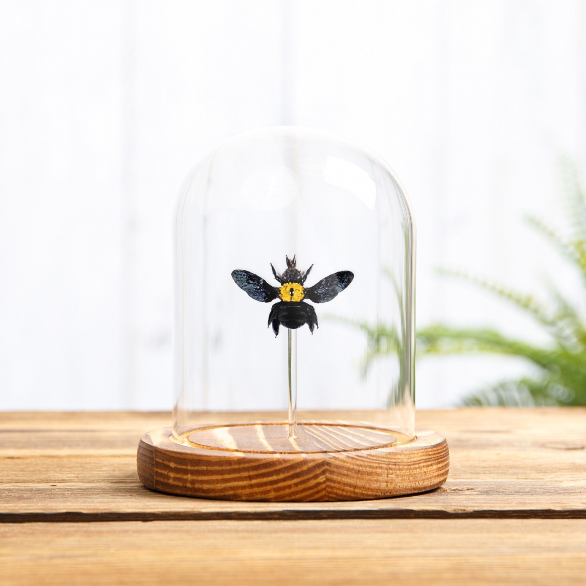 The Yellow Spot Carpenter Bee in Glass Dome with Wooden Base (Xylocopa confusa)