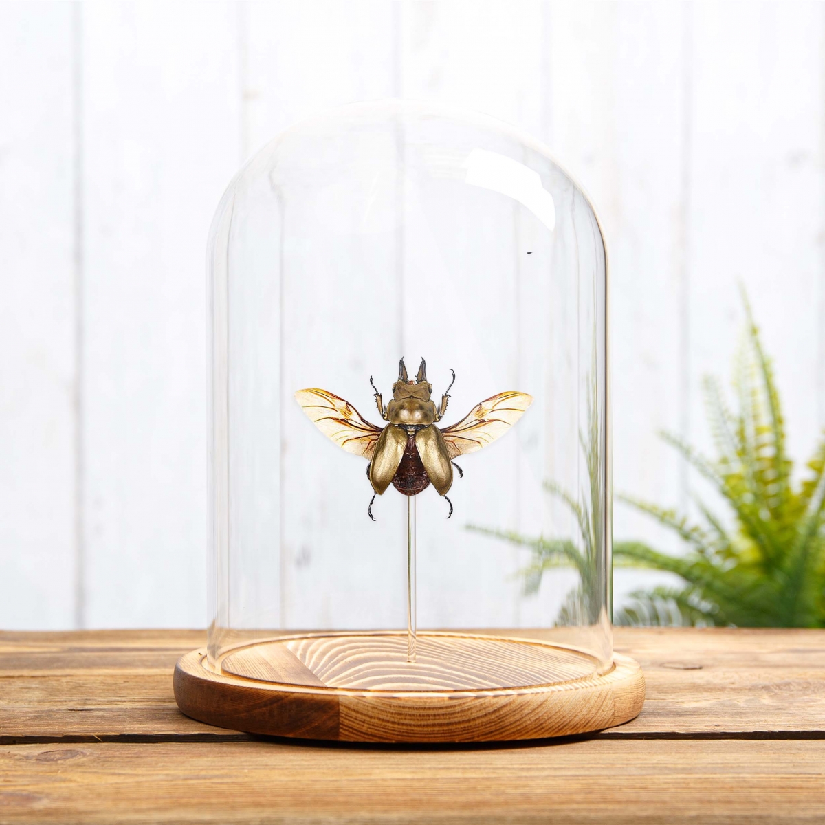 Allotopus Beetle in Glass Dome with Wooden Base (Allotopus rosenbergi)