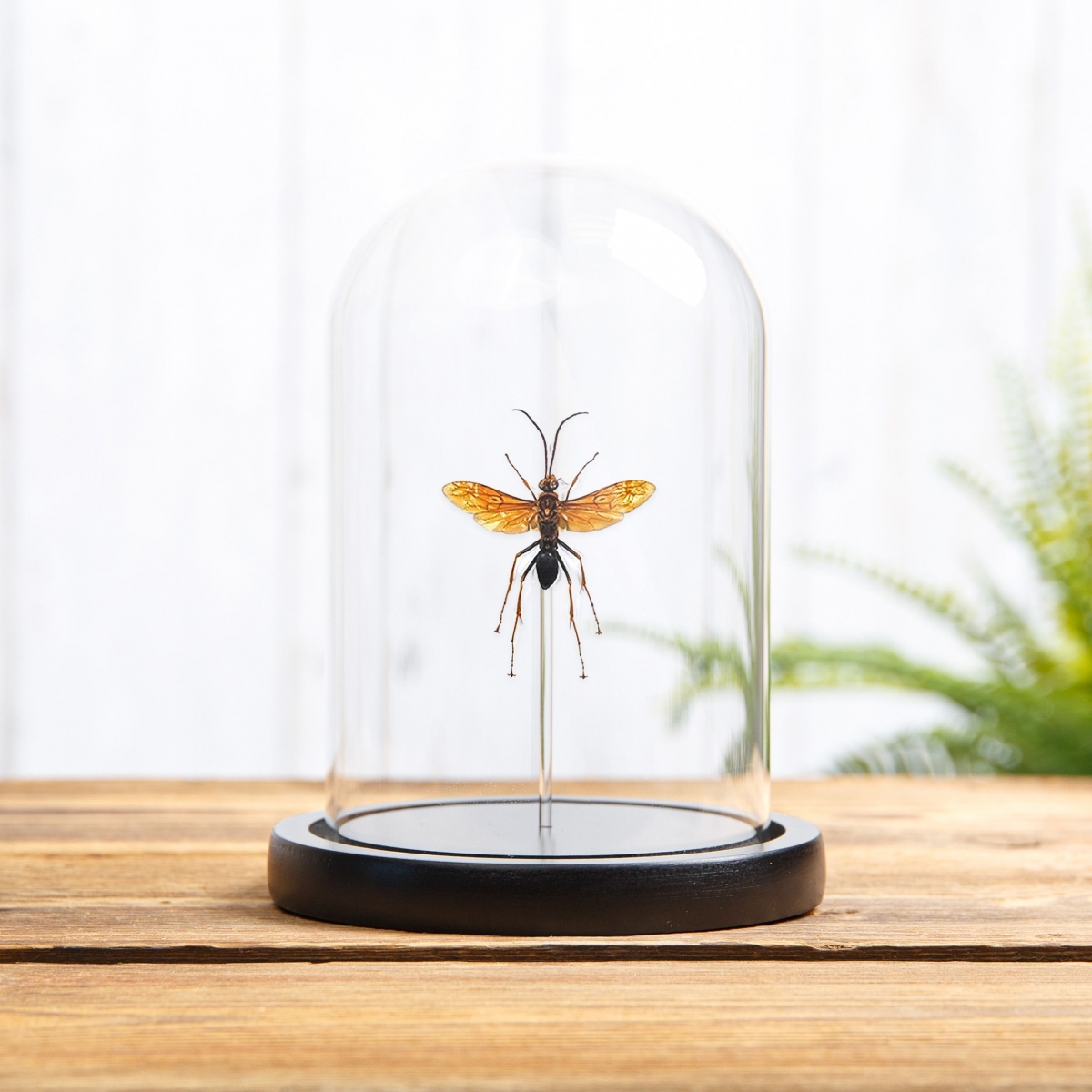 Minibeast Large Pepsine Spider Wasp in Glass Dome with Wooden Base  (Hemipepsis sp)