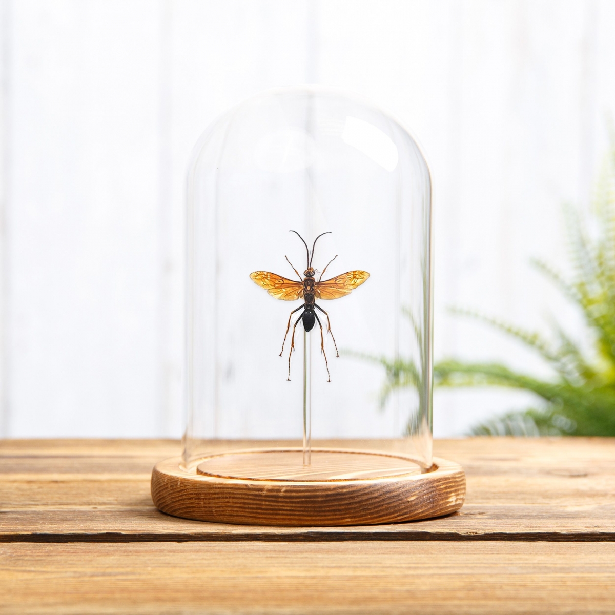 Large Pepsine Spider Wasp in Glass Dome with Wooden Base  (Hemipepsis sp)