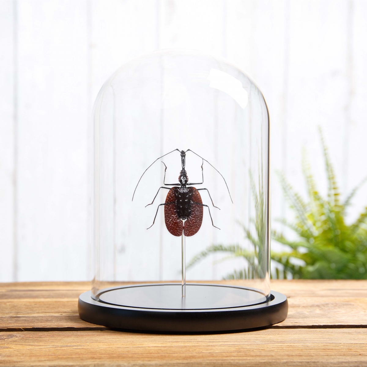 Minibeast Violin Beetle in Glass Dome with Wooden Base (Mormolyce phyllodes)