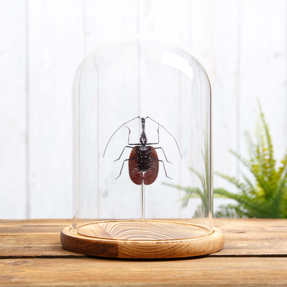 Violin Beetle in Glass Dome with Wooden Base (Mormolyce phyllodes)