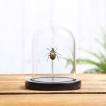 Minibeast Forest Caterpillar Hunter in Glass Dome with Wooden Base (Calosoma sycophanta)
