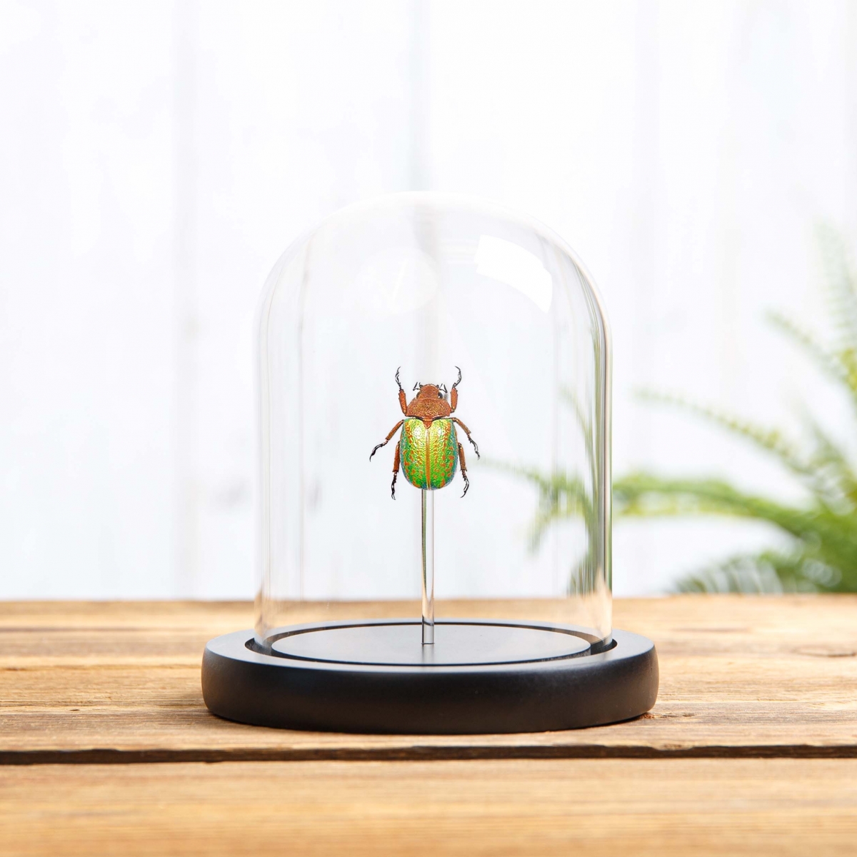 Minibeast Jewel Scarab Beetle in Glass Dome with Wooden Base (Plusiotis victorina)