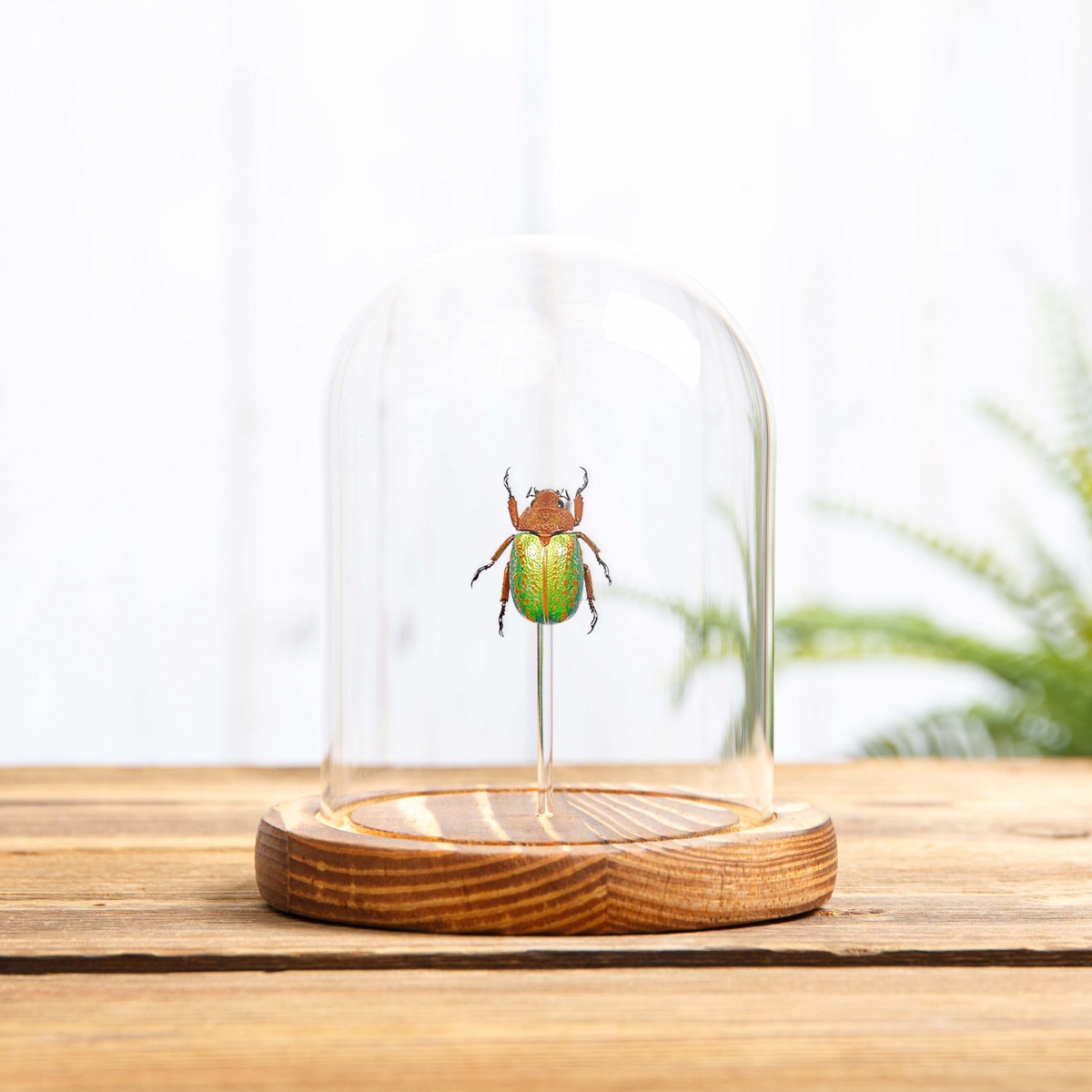 Jewel Scarab Beetle in Glass Dome with Wooden Base (Plusiotis victorina)