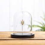 Minibeast Death Head Bug in Glass Dome with Wooden Base (Eucorysses grandis)