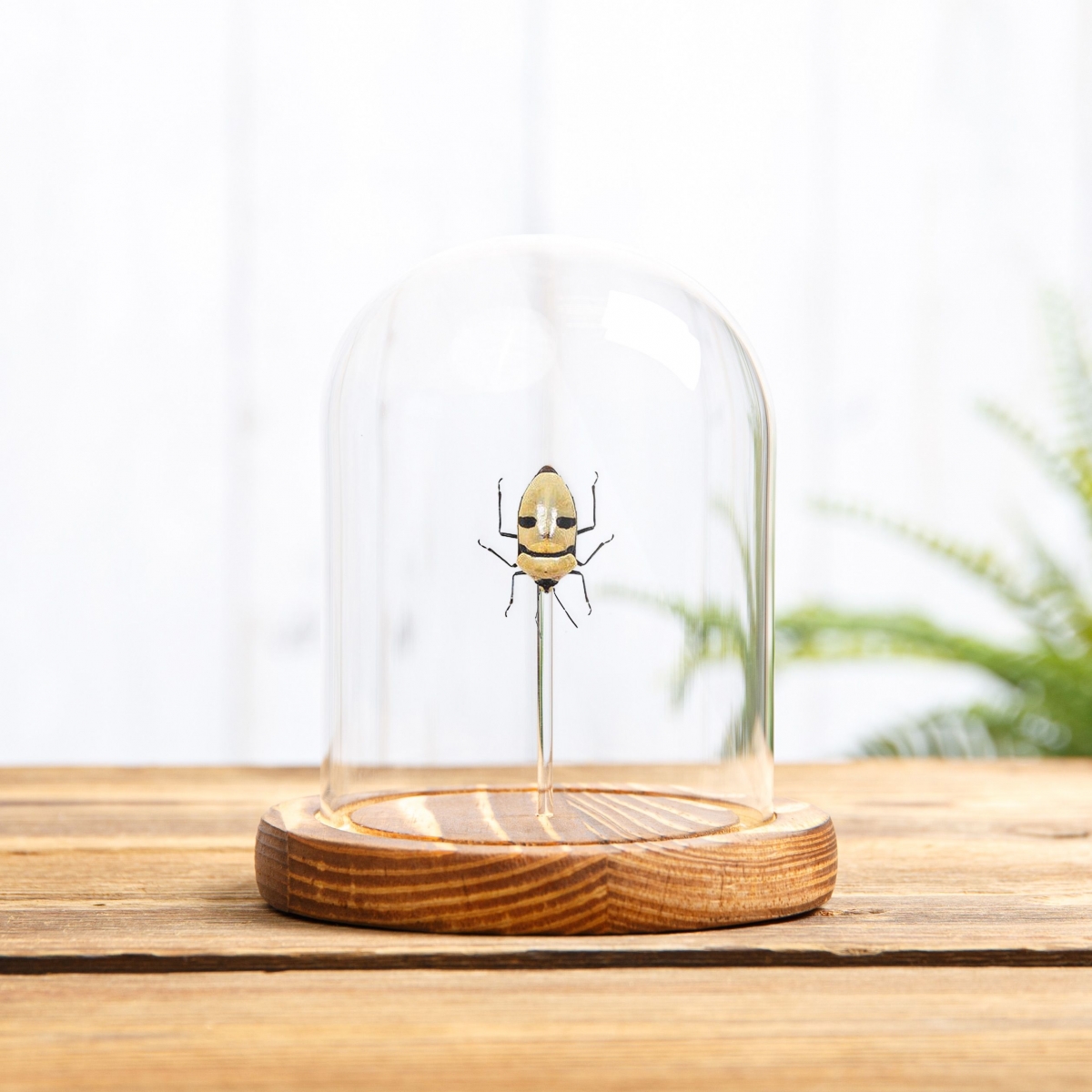 Death Head Bug in Glass Dome with Wooden Base (Eucorysses grandis)