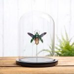Minibeast Metallic wood-boring Beetle in Glass Dome with Wooden Base (Megaloxantha bicolor)