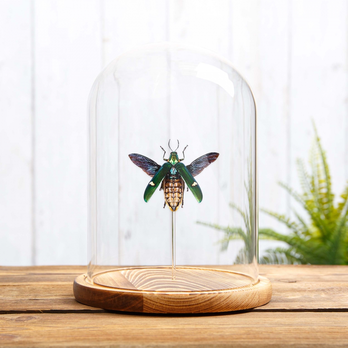 Metallic wood-boring Beetle in Glass Dome with Wooden Base (Megaloxantha bicolor)