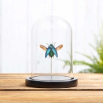 Minibeast Malagasy Jewel Beetle in Glass Dome with Wooden Base (Polybothris sumptuosa)
