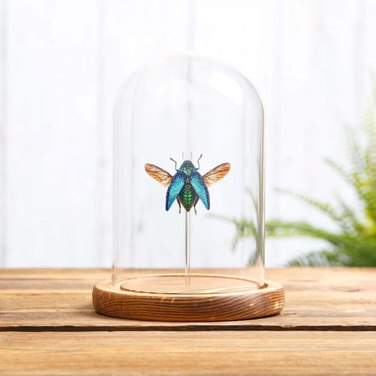 Malagasy Jewel Beetle in Glass Dome with Wooden Base (Polybothris sumptuosa)