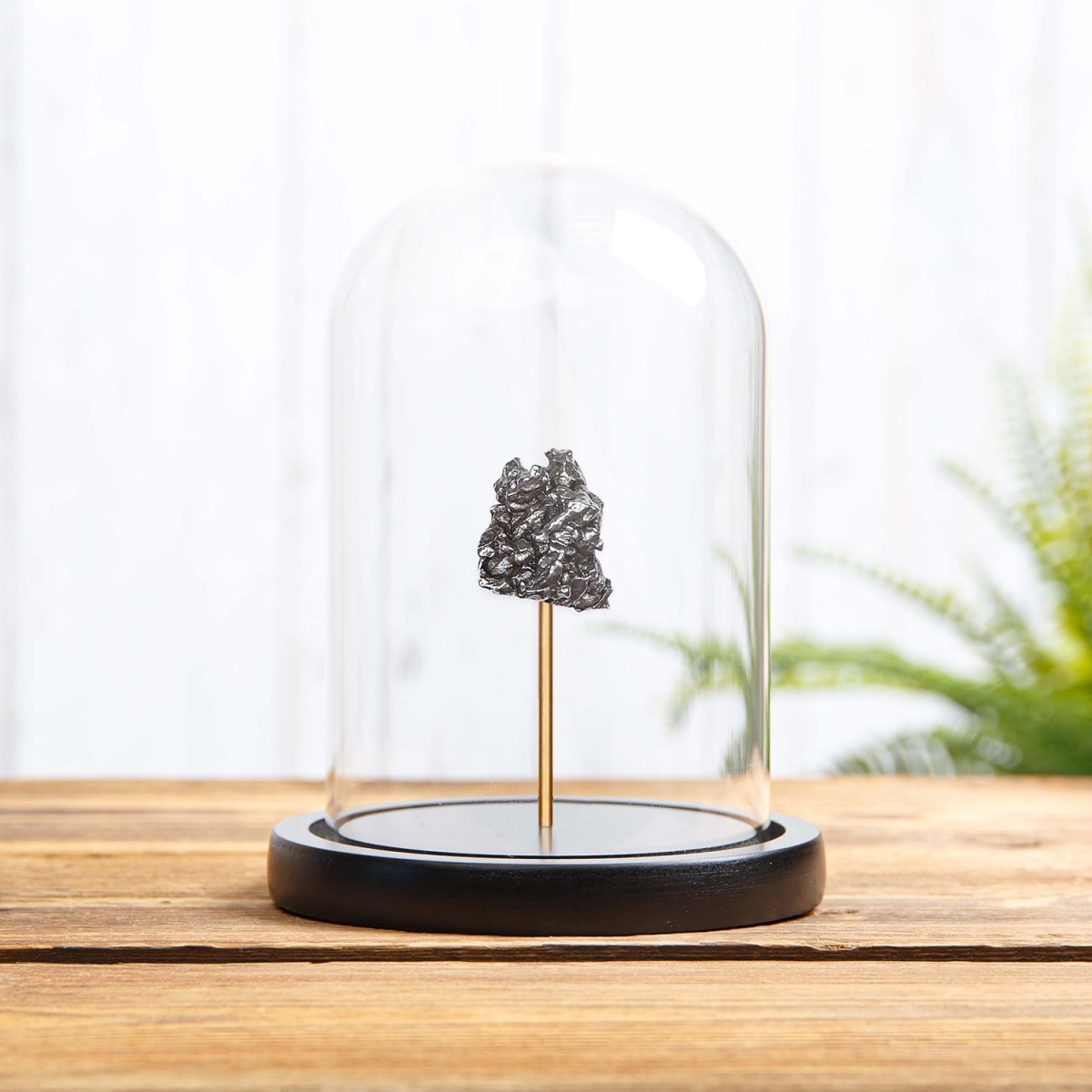 Minibeast Campo del Cielo Meteorite in Glass Dome with Wooden base