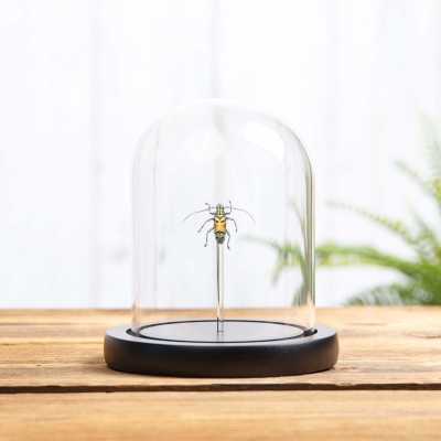 Gold Longhorn Beetle in Glass Dome with Wooden Base (Tmesisternus rafaelae)
