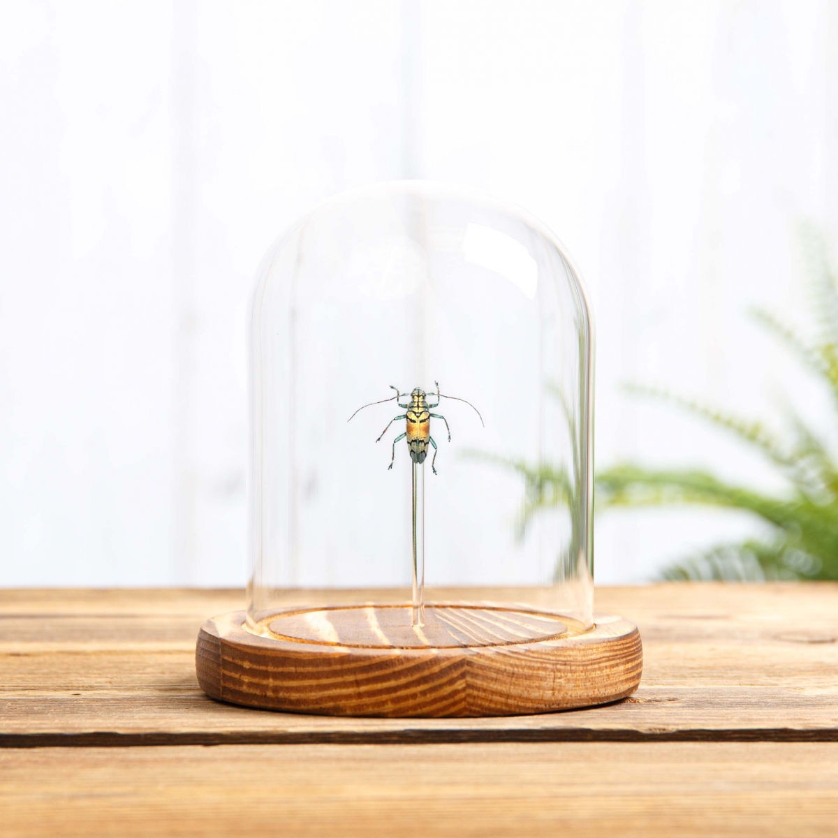 Gold Longhorn Beetle in Glass Dome with Wooden Base (Tmesisternus rafaelae)