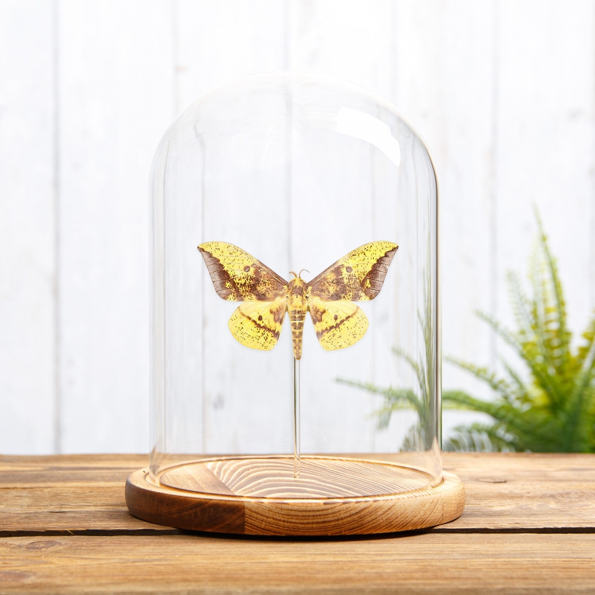 Imperial Moth in Glass Dome with Wooden Base (Eacles imperialis)
