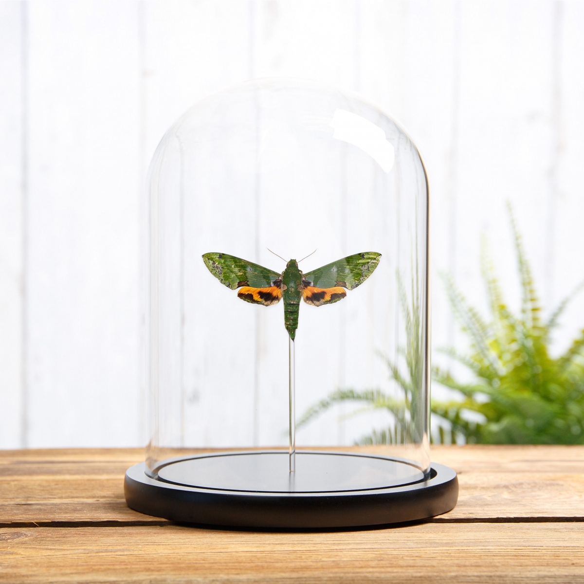Minibeast Verdant Hawk Moth in Glass Dome with Wooden Base (Euchloron megaera)