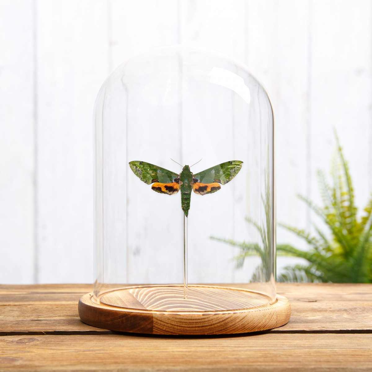 Verdant Hawk Moth in Glass Dome with Wooden Base (Euchloron megaera)