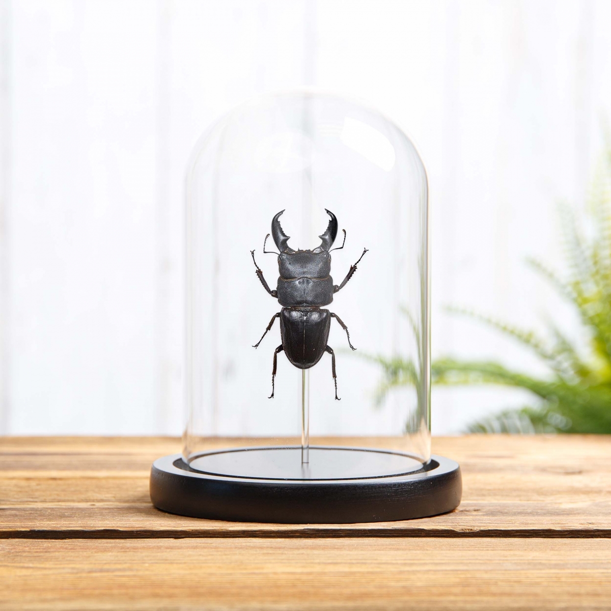 Minibeast Giant Stag Beetle in Glass Dome with Wooden Base (Dorcus titanus)