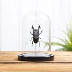 Minibeast Giant Stag Beetle in Glass Dome with Wooden Base (Dorcus titanus)