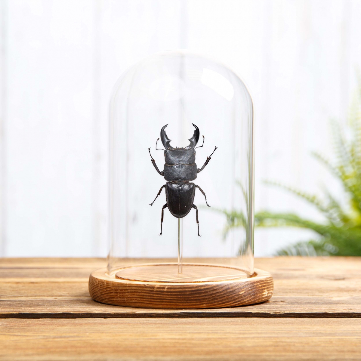 Giant Stag Beetle in Glass Dome with Wooden Base (Dorcus titanus)