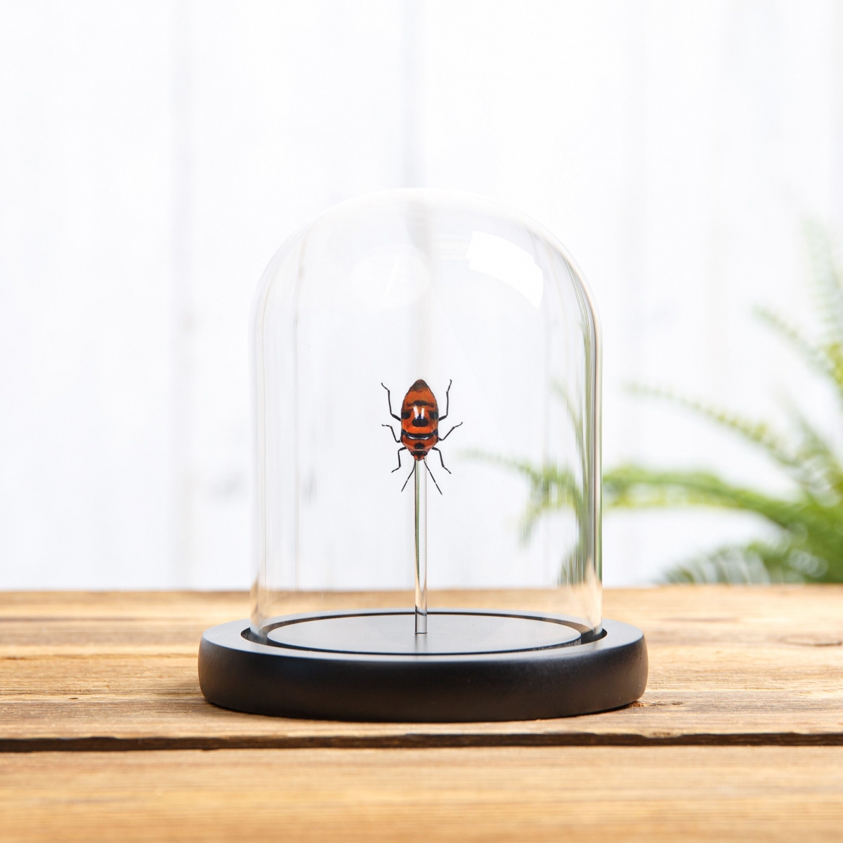 Minibeast Clown Face Bug in Glass Dome with Wooden Base (Eucorysses javanus)
