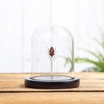 Minibeast Clown Face Bug in Glass Dome with Wooden Base (Eucorysses javanus)