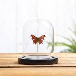 Minibeast The Comma Butterfly in Glass Dome with Wooden Base (Polygonia c-album)