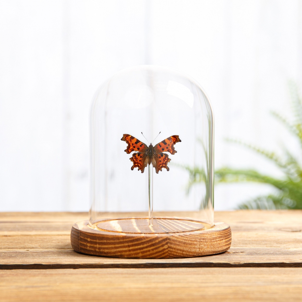The Comma Butterfly in Glass Dome with Wooden Base (Polygonia c-album)