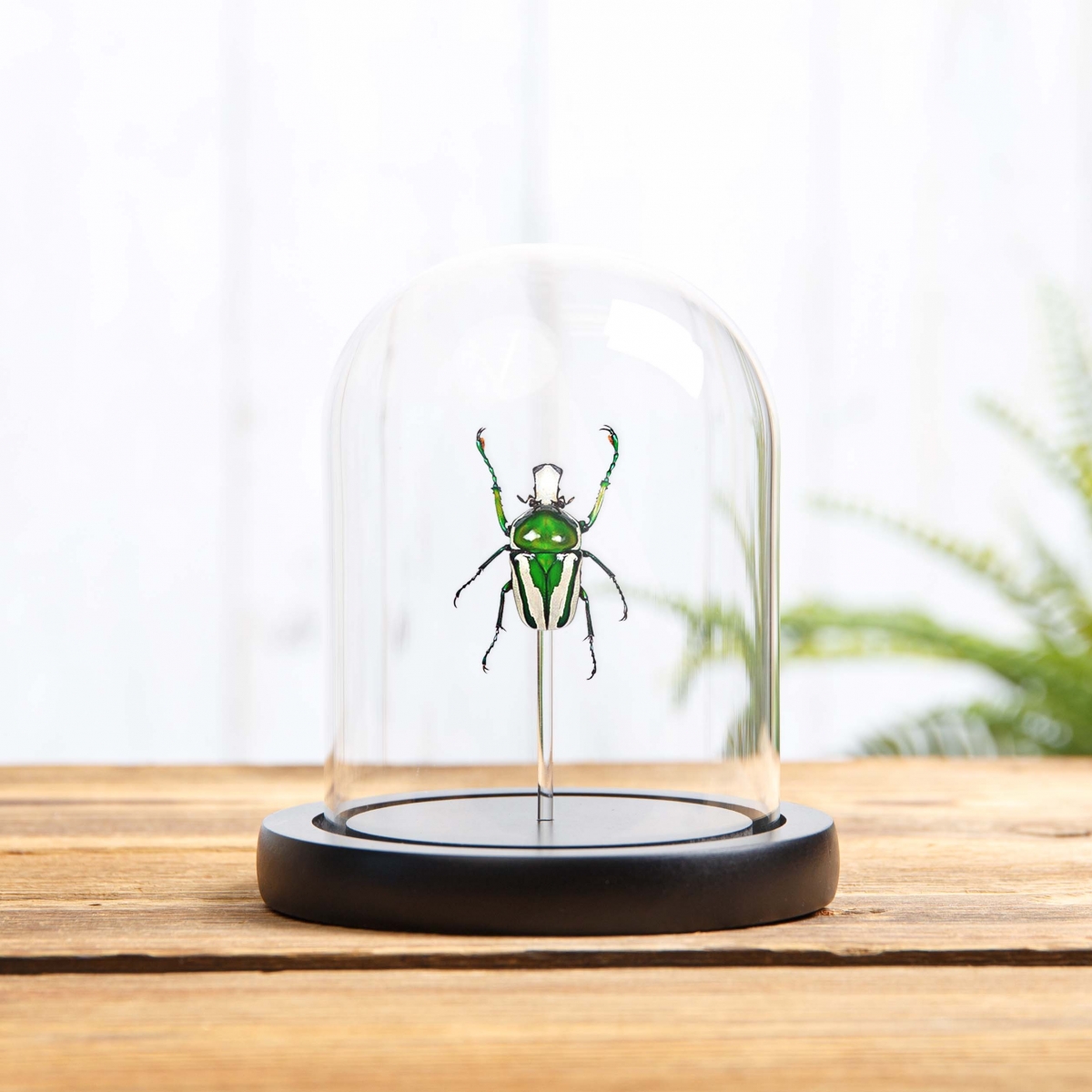 Minibeast Green Scarab Beetle in Glass Dome with Wooden Base (Ranzania splendens)