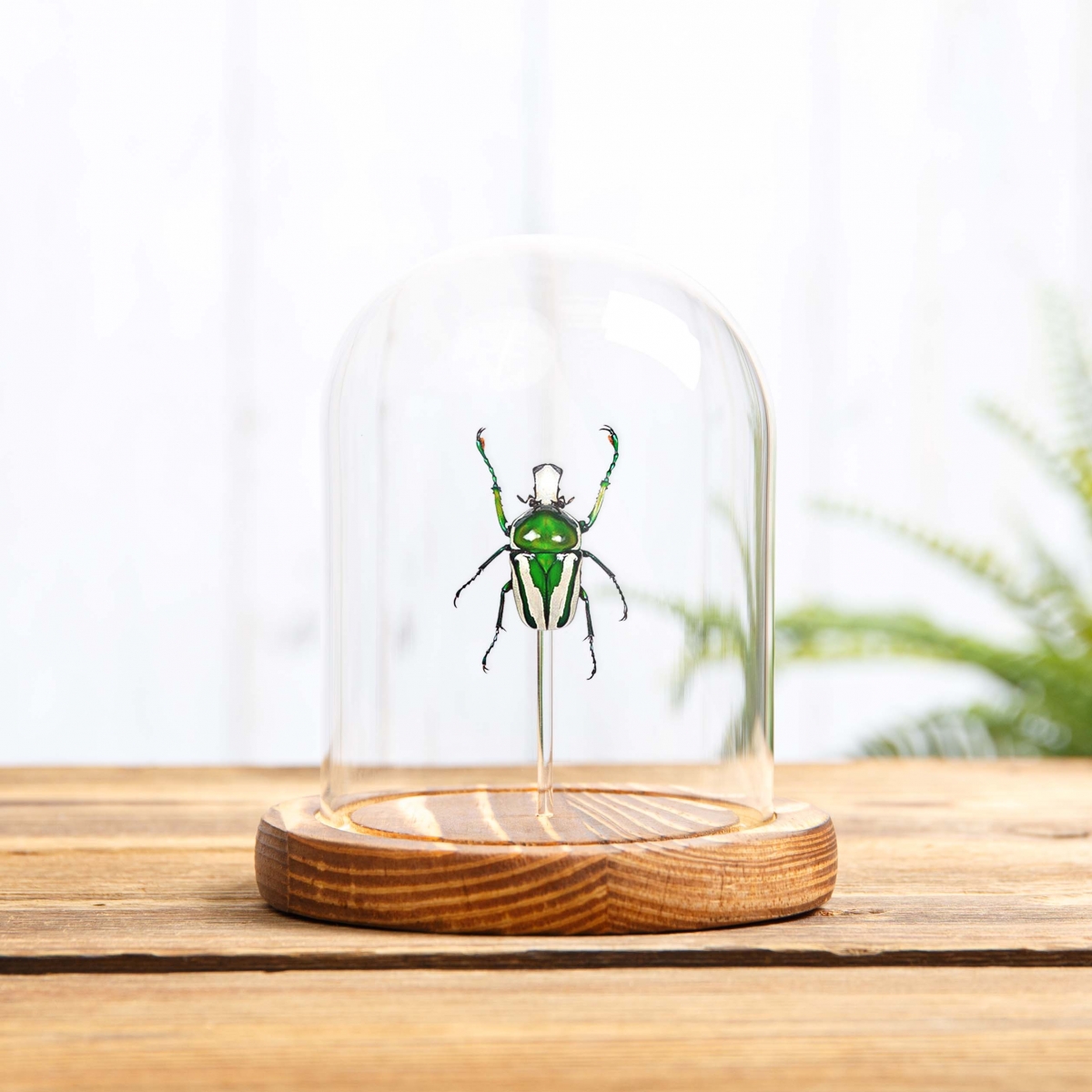 Green Scarab Beetle in Glass Dome with Wooden Base (Ranzania splendens)