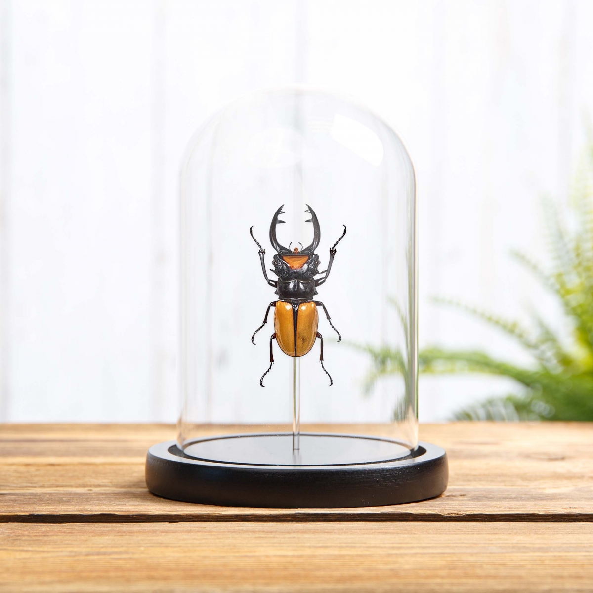 Minibeast Stag Beetle in Glass Dome with Wooden Base (Odontolabis lacordairei)