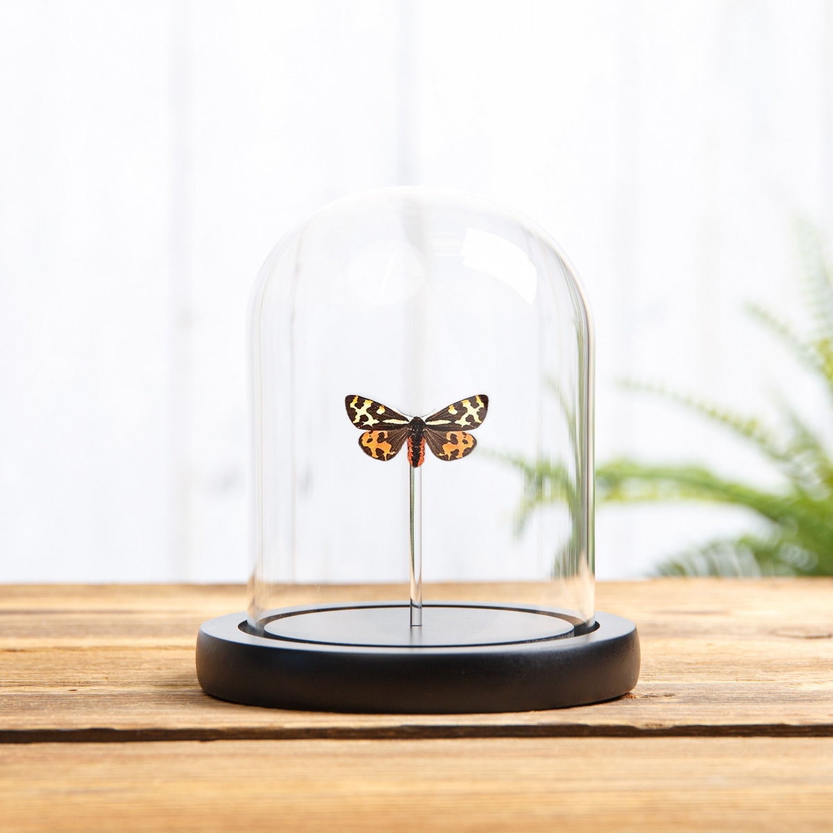 Minibeast Wood Tiger Moth in Glass Dome with Wooden Base (Parasemia plantaginis)