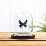 Minibeast Necyria duellona Butterfly in Glass Dome with Wooden Base