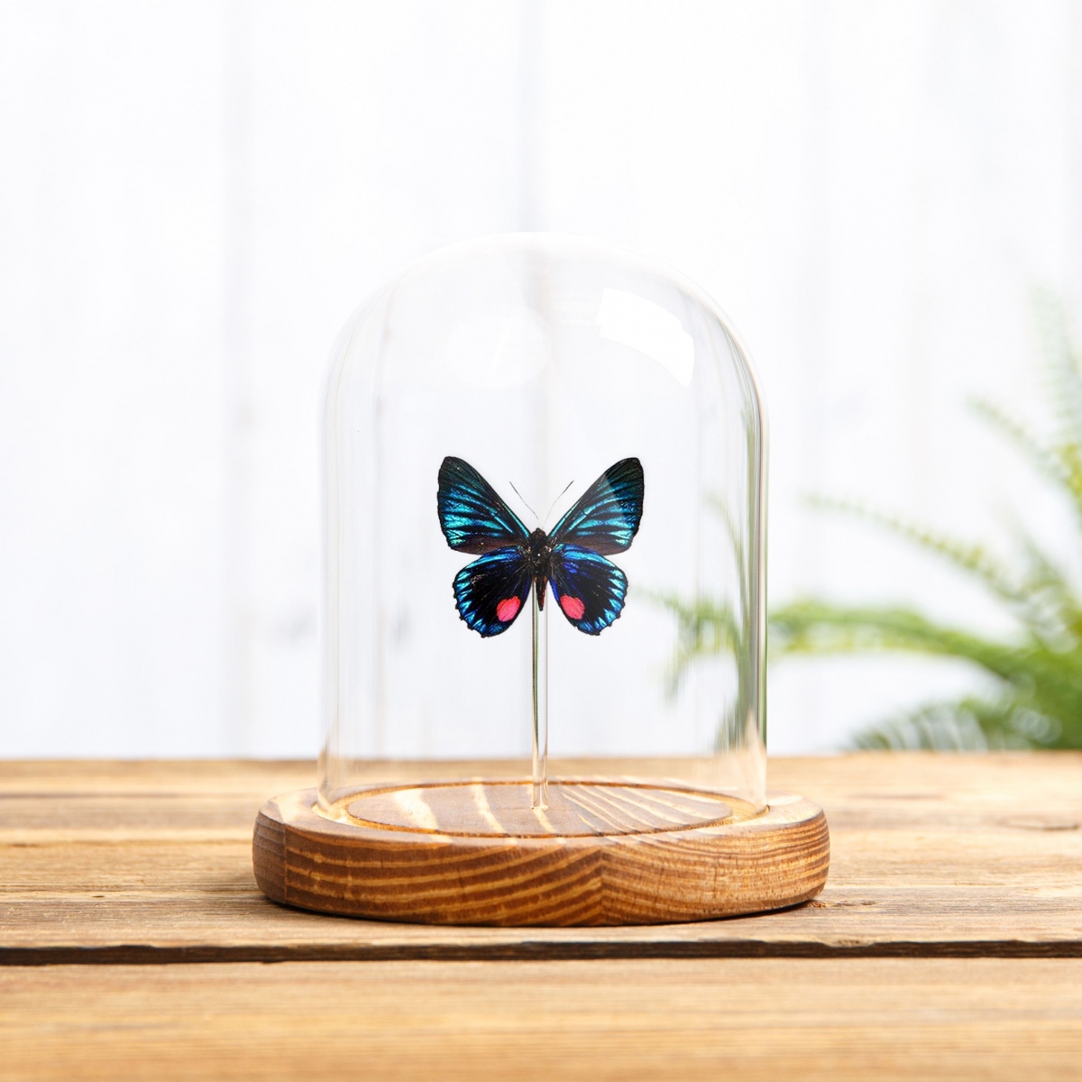 Necyria duellona Butterfly in Glass Dome with Wooden Base