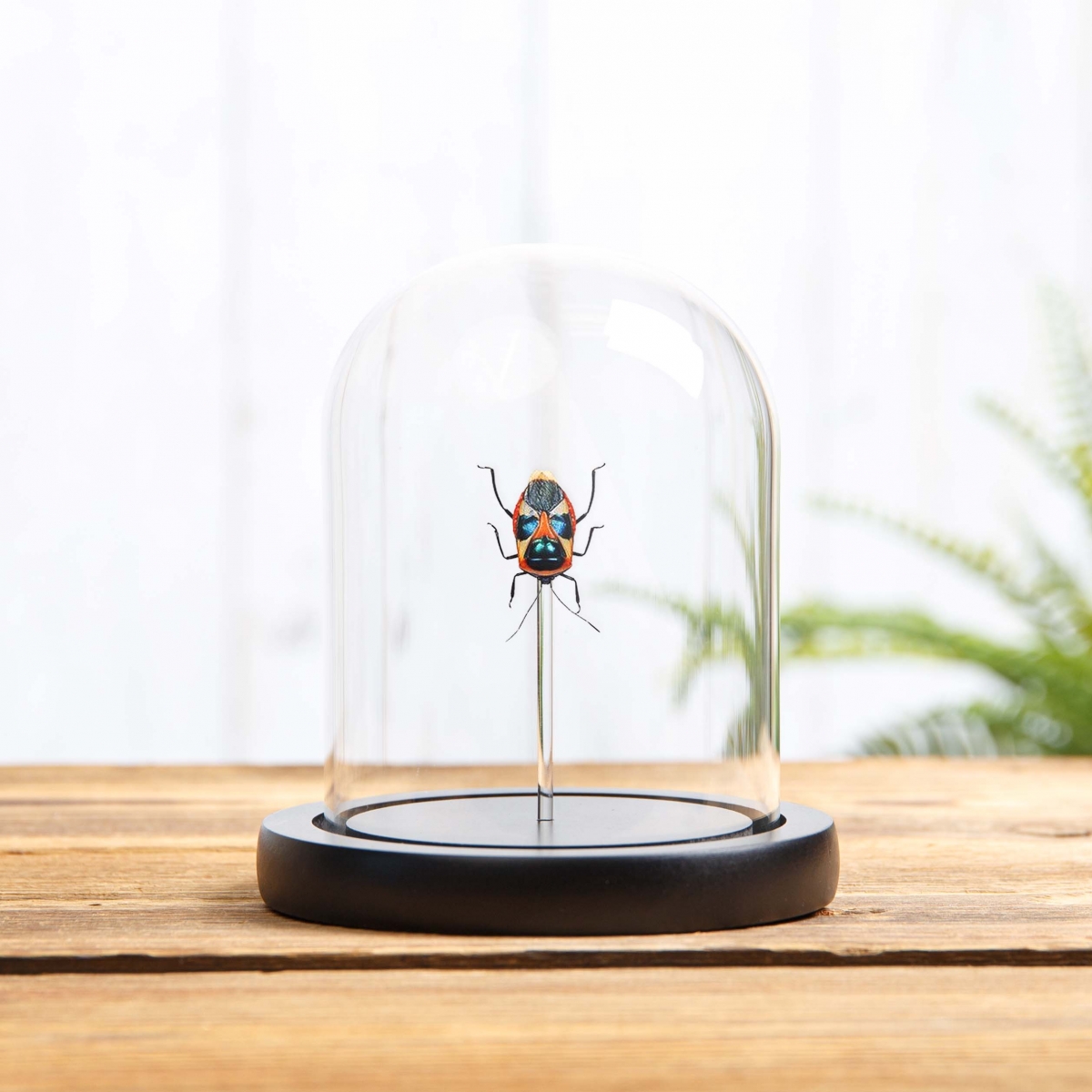 Minibeast Colourful Man-faced Bug in Glass Dome with Wooden Base (Catacanthus nigripes)