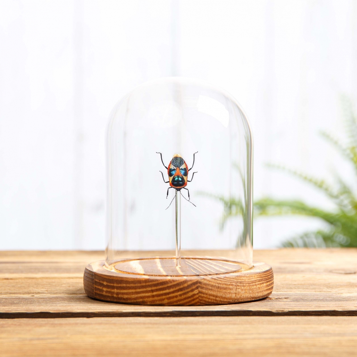 Colourful Man-faced Bug in Glass Dome with Wooden Base (Catacanthus nigripes)